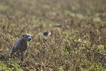 weimaraner working in the field