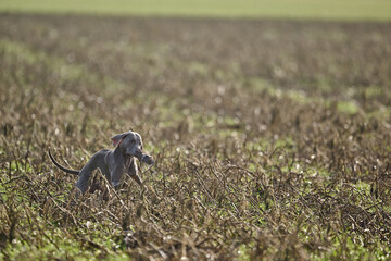 weimaraner working in the field