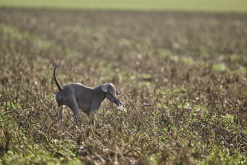 weimaraner working in the field