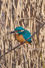 kingfisher in the netherlands