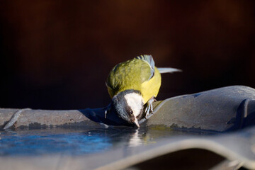 great tit on a water dish
