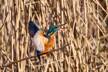 kingfisher in the netherlands