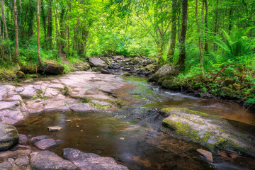 Imagine a serene stream flowing over smooth rocks, embraced by lush foliage and towering trees in Slieve Bloom Mountains, creating an idyllic landscape for nature lovers to enjoy, Ireland