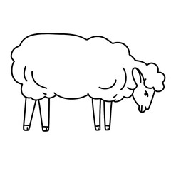 vector illustration of a sheep