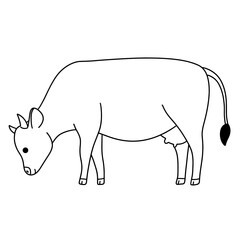 cow vector illustration