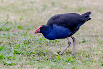 Australasian Swamphen (Porphyrio melanotus) - Striking Purple-Blue Plumage in Natural Habitat