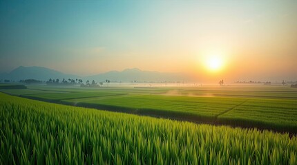 Scenic sunrise over lush green rice fields with mountains in the background