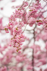 Close-up of beautiful pink cherry blossoms in full bloom, captured in Tallinn, Estonia in April. Soft focus background enhances the romantic and serene springtime atmosphere. Ideal for seasonal themes