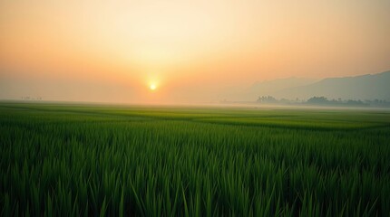 Serene sunrise over a lush green rice field with distant mountains view