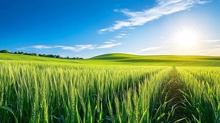 Obraz premium Stunning Sunrise Over Lush Green Wheat Field