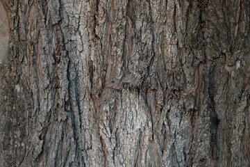 Naklejka premium Tree bark texture