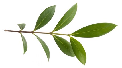 Fototapeta premium Green Twig of Italian Ruscus with Fresh Leaves Isolated on White Background, Botanical Branch, Fresh Green Foliage, Natural Plant Element, Isolated Plant Stem, Leafy Twig, Minimalist Nature Image