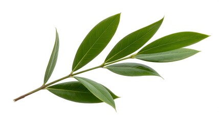 Obraz premium Green Twig of Italian Ruscus with Fresh Leaves Isolated on White Background, Botanical Branch, Fresh Green Foliage, Natural Plant Element, Isolated Plant Stem, Leafy Twig, Minimalist Nature Image