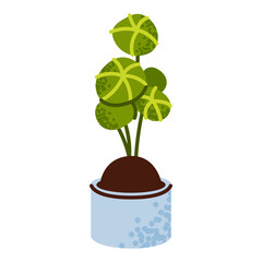 Stylized houseplant with round green leaves. Planted in a blue ceramic pot. Flat vector cartoon illustration, perfect for home decor, botany themes.