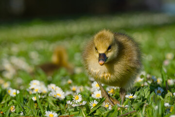 cute gosling of greylag goose is walking on the flowery meadow close-up