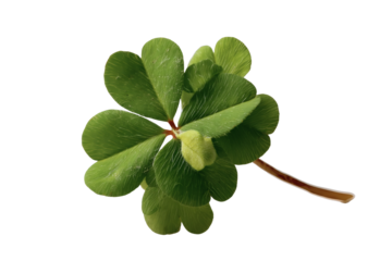 [Transparent Background PNG]Close Up of a Four-Leaf Clover