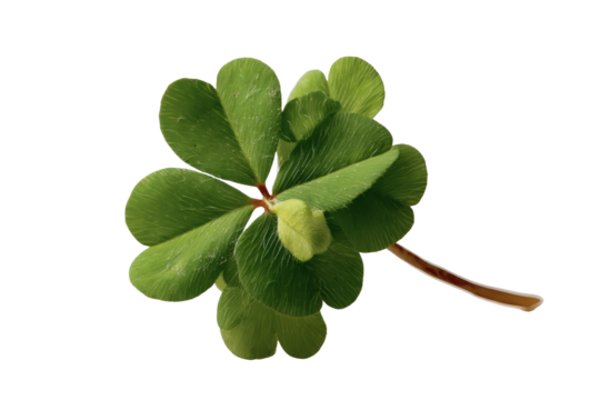 [Transparent Background PNG]Close Up of a Four-Leaf Clover