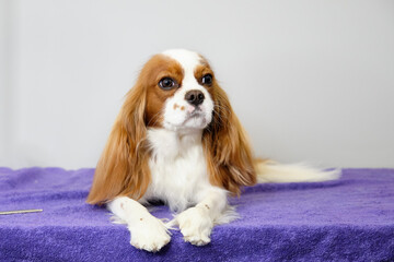 Cavalier Charles Spaniel breed dog with beautiful thoughtful eyes close-up