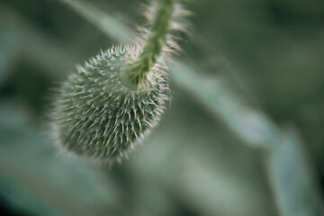 Poppy flower bud close up view, macro shot of beautiful wildflower