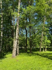 Landscape with old green trees in the park