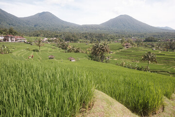 View of a rice field from wide angle. Bali, Indonesia - 11th March 2025