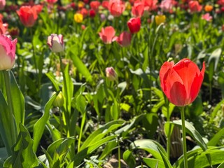 Flower bed with colorful tulips. Tulip flowers. Tulip flowers in blooming park