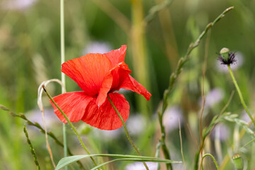Fototapeta premium red poppy flower