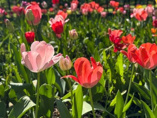 Flower bed with colorful tulips. Tulip flowers. Tulip flowers in blooming park