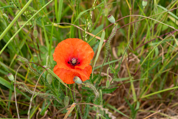 red poppy flower