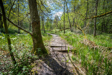 'Belfont' nature reserve. Beautiful spring forest. Wooden path in the forest surrounded by wetlands. A walk in the forest. Krasnobrod, Roztocze region, Poland