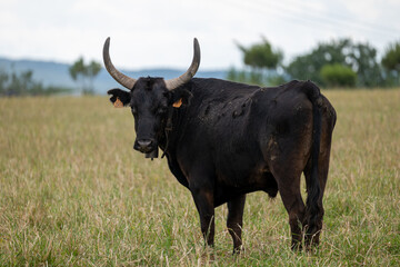 black and white cow