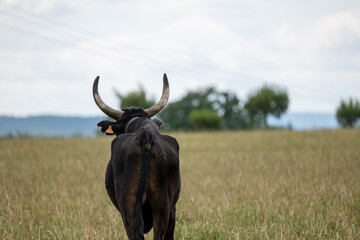 cows in the field of camarge