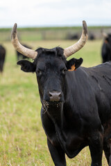 portrait of a cow