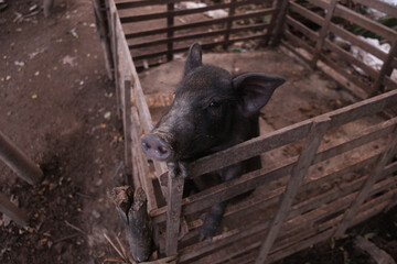 A black pig in a pen, looking at the camera. Bali, Indonesia - 15th March 2025