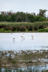 swans on the lake