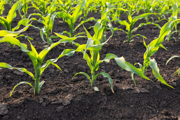 Closeup of Organic Corn Field