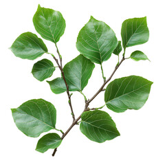 Naklejka premium Littleleaf Linden isolated on transparent background