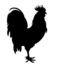 rooster isolated on white background