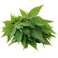 Neem isolated on transparent background