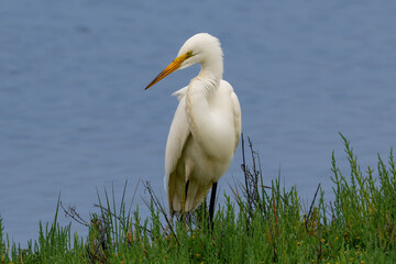 Great Egret (Ardea Alba) walking through green grass, in the wetlands near Huntington Beach, California. Blue water in the background. 
