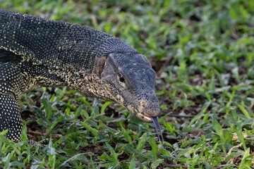 Closeup of Asian Water Monitor lizard (Varanus salvator) at Lumphini Park, Bangkok, Thailand. Tongue partially extended.
