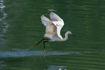 Snowy egret (Egretta thula) standing in water, in the wetlands of Huntington Beach, California. Its reflection is mirrored on the water's surface. Holding a fish in its beak.
