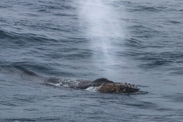 Humpback whale (Megaptera novaeangliae) blowing on ocean surface, near the Antarctic Peninsula.
