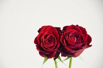 Fototapeta premium 赤い薔薇