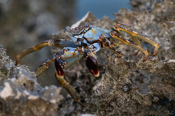 Speckled crab walking across rocks, pinchers held in front of it. On the island of Aruba. 
