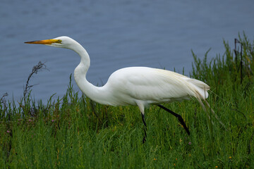 Great Egret (Ardea Alba) walking through green grass, in the wetlands near Huntington Beach, California. Blue water in the background. 
