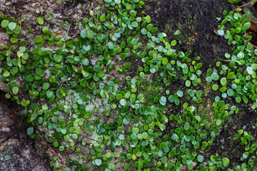 Rock felt fern (Pyrrosia rupestris) growing on boulder in Yoshikien Garden, Nara, Japan.

