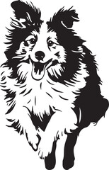 cute running Sheltie dog