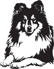 laying Sheltie dog