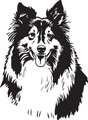 adorable Sheltie dog head